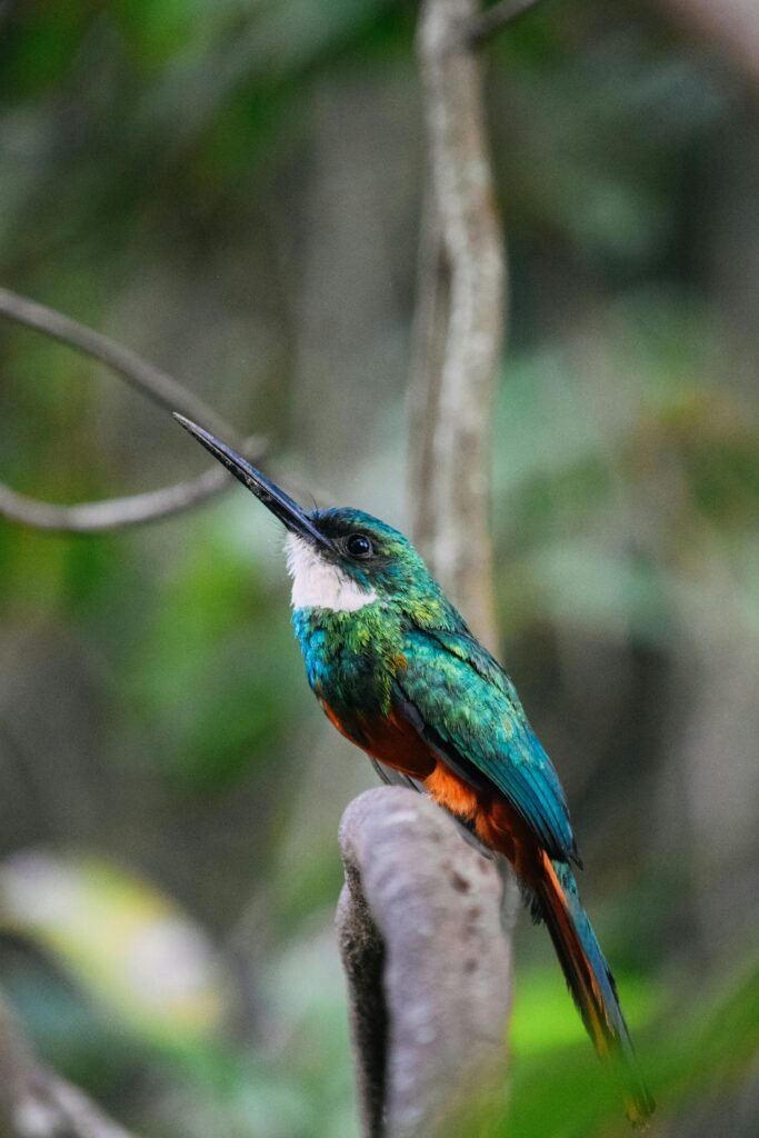 Green Jacamar, symbolising our commitment to the living world