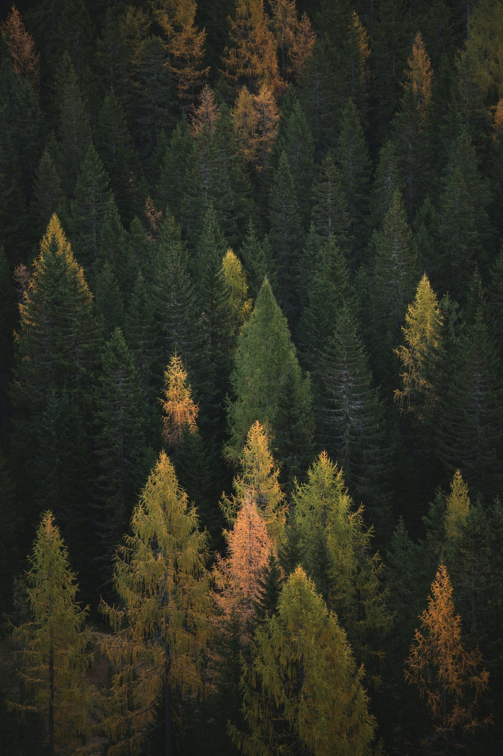 Aerial view of a dense forest illustrating the strategic mapping of a business ecosystem