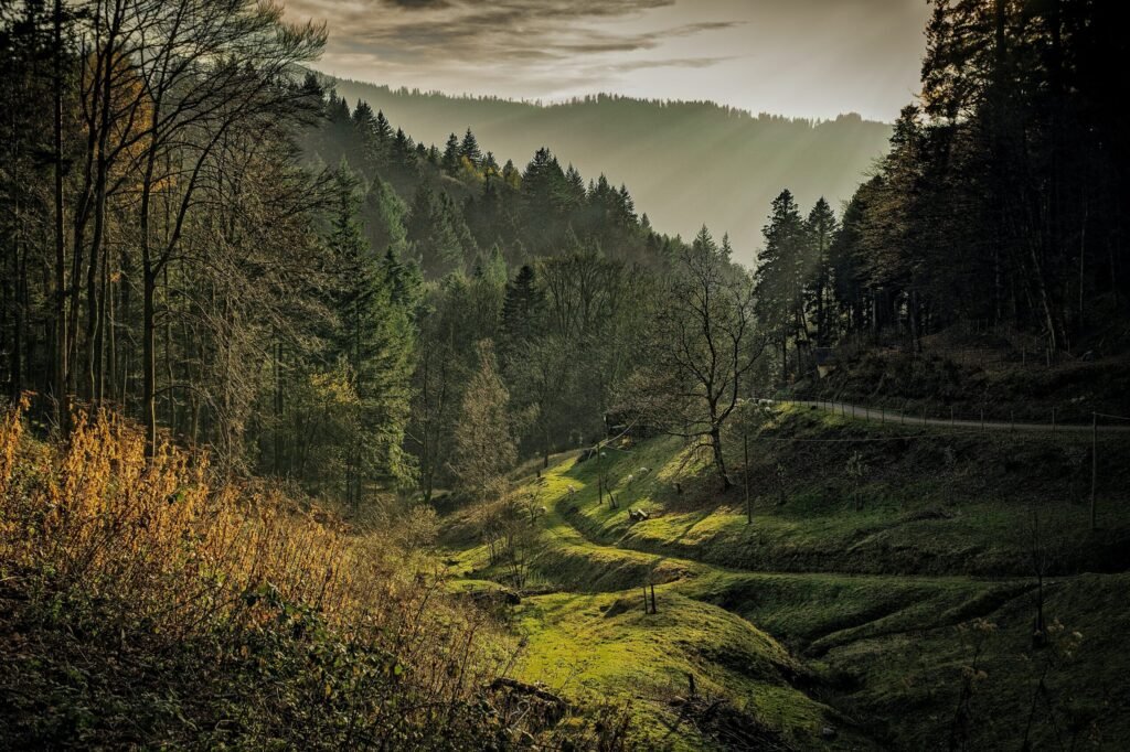 Lush green forest