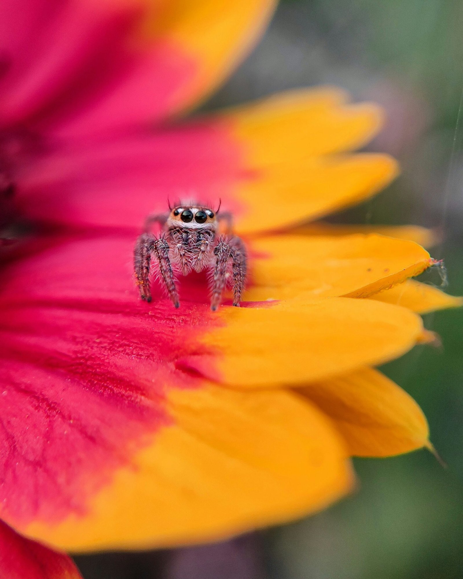 Tiny spider