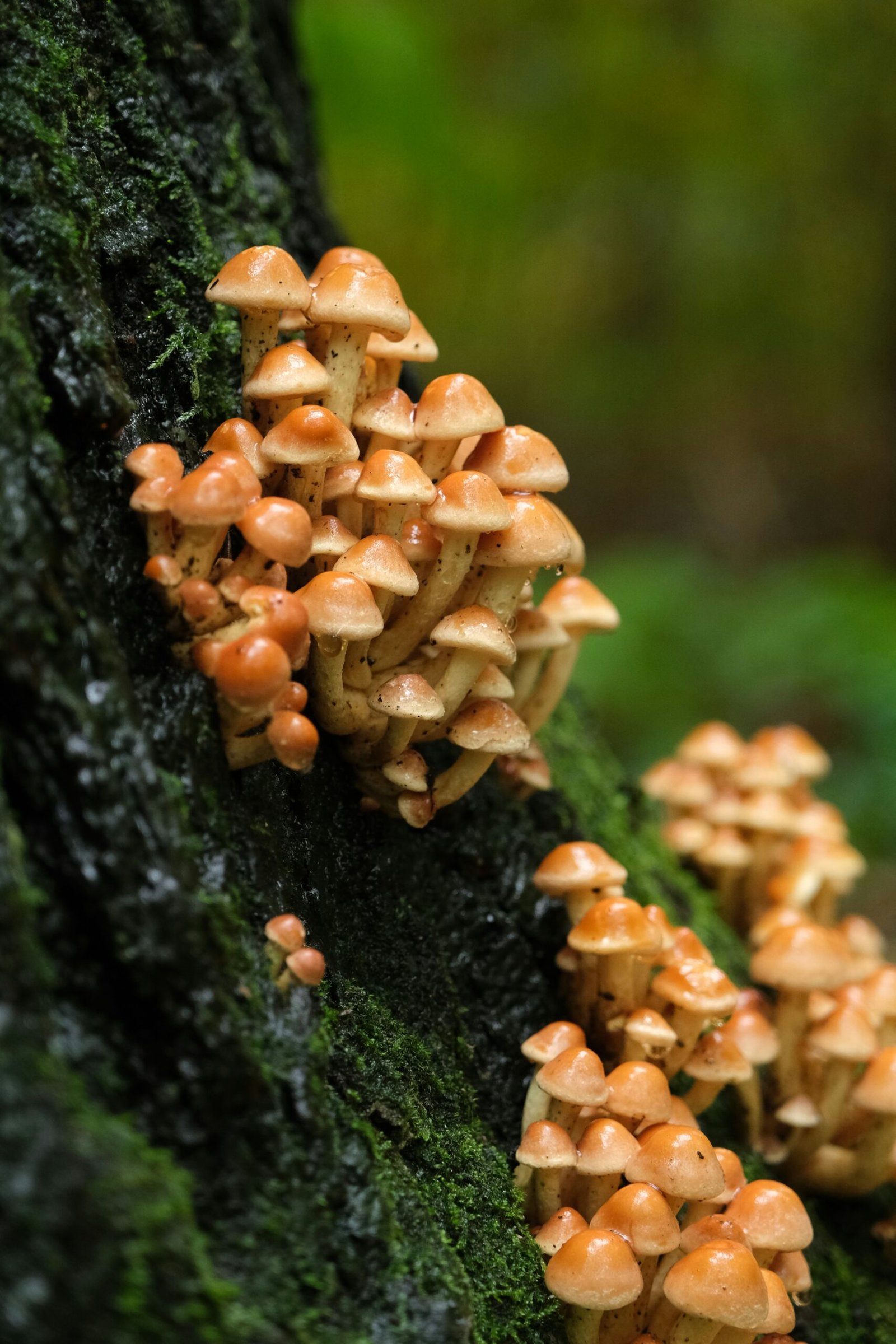Mycelium